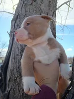 Mac, a male American Pit Bull Terrier for sale in Aurora, CO – Photo 1 of 4