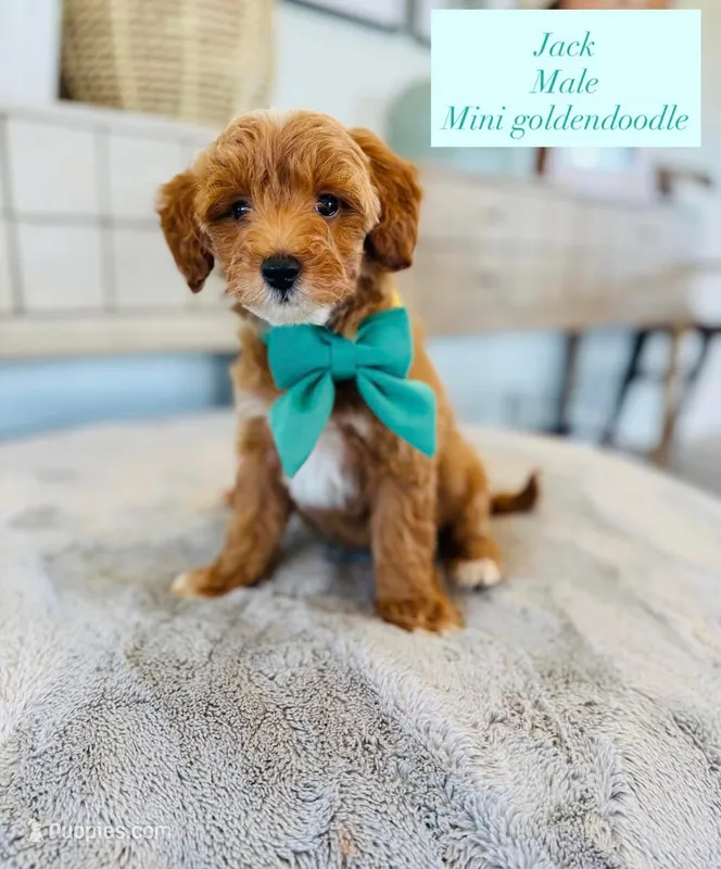 Jack – Miniature Goldendoodle puppy for sale in Port Orange, FL