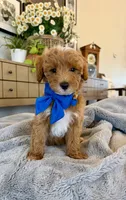 Jack, a male Miniature Goldendoodle for sale in Port Orange, FL – 3 of 3