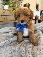 Jack, a male Miniature Goldendoodle for sale in Port Orange, FL – 2 of 3
