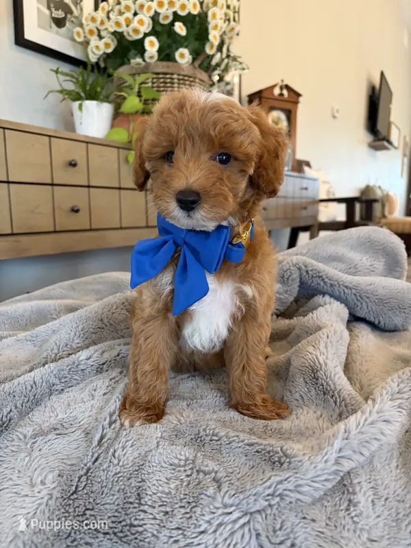 Jack – Miniature Goldendoodle puppy for sale in Port Orange, FL