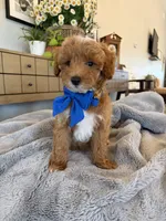 Jack, a male Miniature Goldendoodle for sale in Port Orange, FL – 1 of 3