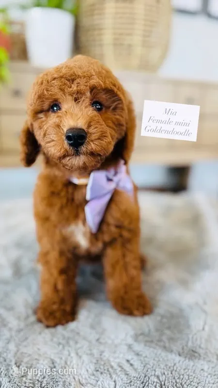 Mia – Miniature Goldendoodle puppy for sale in Port Orange, FL