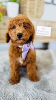 Mia, a female Miniature Goldendoodle for sale in Port Orange, FL – 1 of 1