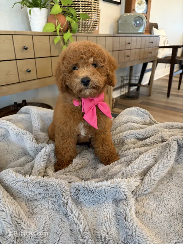 Mia – Miniature Goldendoodle puppy for sale in Port Orange, FL