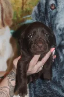 Green Collar , a male Labrador Retriever for sale in Timmonsville, SC – Photo 2 of 8