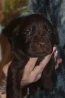 Green Collar , a male Labrador Retriever for sale in Timmonsville, SC – Photo 3 of 8