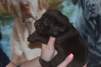 Green Collar , a male Labrador Retriever for sale in Timmonsville, SC – Photo 5 of 8