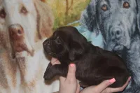 Green Collar , a male Labrador Retriever for sale in Timmonsville, SC – Photo 6 of 8