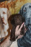 Green Collar , a male Labrador Retriever for sale in Timmonsville, SC – Photo 8 of 8