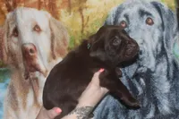 Green Collar , a male Labrador Retriever for sale in Timmonsville, SC – Photo 7 of 8