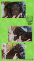 Green Collar , a male Labrador Retriever for sale in Timmonsville, SC – Photo 1 of 8