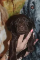 Green Collar , a male Labrador Retriever for sale in Timmonsville, SC – Photo 4 of 8