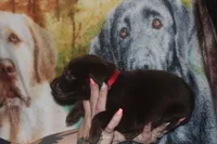 Red Collar, a male Labrador Retriever for sale in Timmonsville, SC – Photo 8 of 8