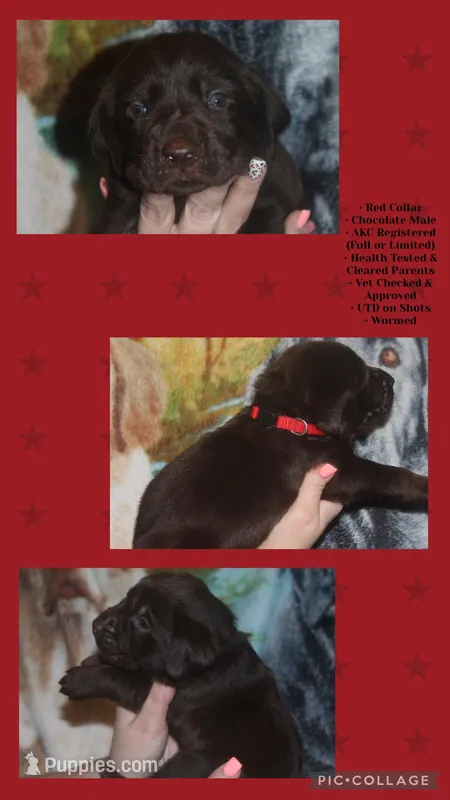 Red Collar – Labrador Retriever puppy for sale in Timmonsville, SC