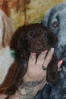 Red Collar, a male Labrador Retriever for sale in Timmonsville, SC – Photo 2 of 8