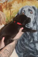 Red Collar, a male Labrador Retriever for sale in Timmonsville, SC – Photo 7 of 8