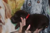 Red Collar, a male Labrador Retriever for sale in Timmonsville, SC – Photo 5 of 8