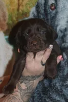 Red Collar, a male Labrador Retriever for sale in Timmonsville, SC – Photo 4 of 8