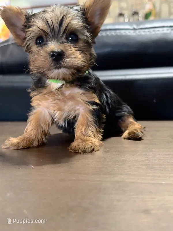 Milo – Yorkshire Terrier puppy for sale in Houston, TX