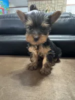 Charlie, a male Yorkshire Terrier for sale in Houston, TX – 2 of 2
