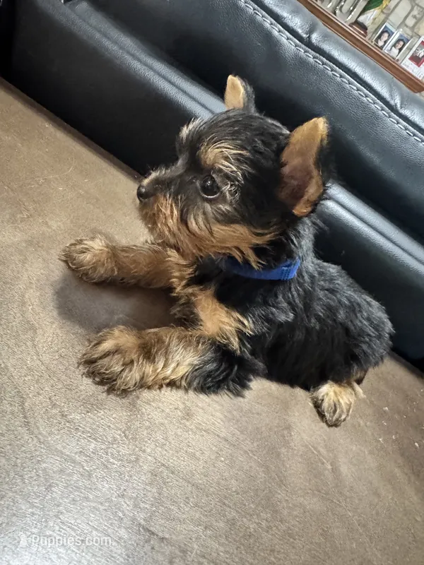 Oliver – Yorkshire Terrier puppy for sale in Houston, TX