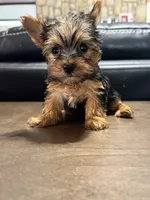 Milo, a male Yorkshire Terrier for sale in Houston, TX – 2 of 2