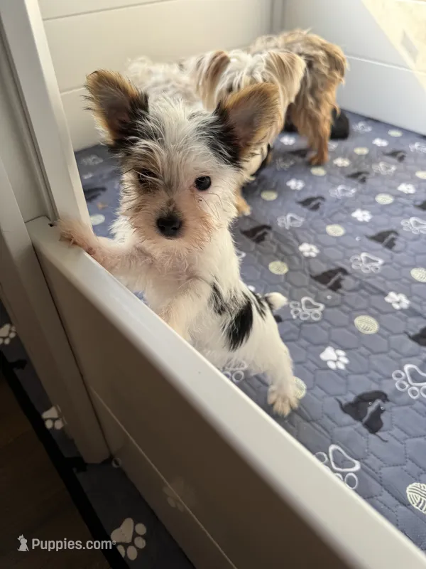 Bella – Yorkshire Terrier puppy for sale in Houston, TX