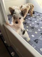Bella, a female Yorkshire Terrier for sale in Houston, TX – 1 of 1