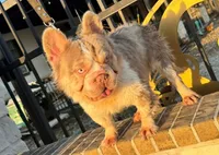 Patron AKC, a male French Bulldog for sale in Houston, TX – 2 of 3