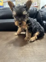 Oliver, a male Yorkshire Terrier for sale in Houston, TX – 2 of 2