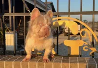 Patron AKC, a male French Bulldog for sale in Houston, TX – 1 of 3
