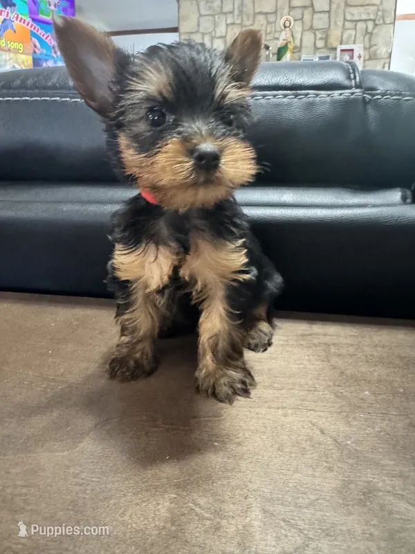 Charlie – Yorkshire Terrier puppy for sale in Houston, TX