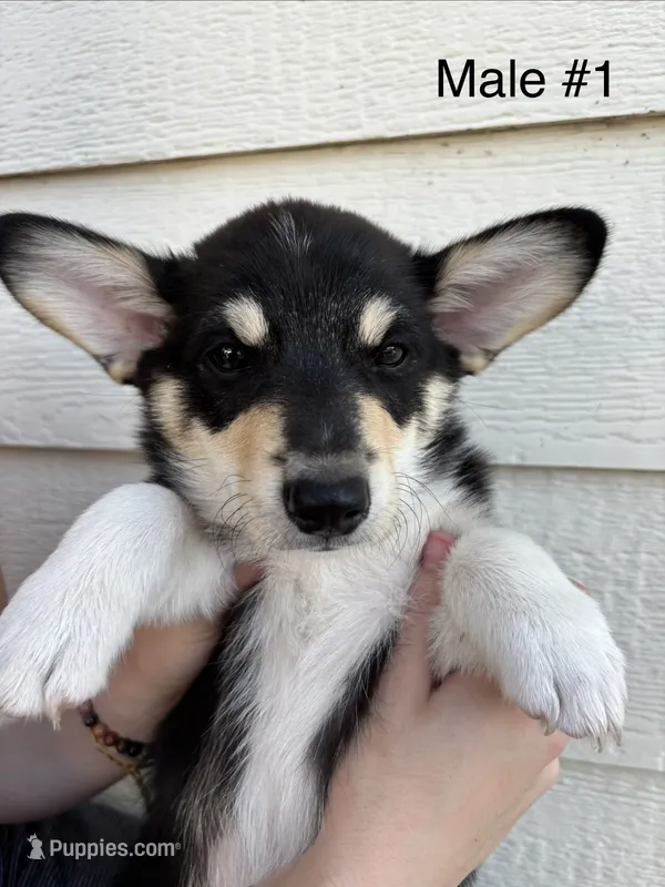 Max - male 1 – Pembroke Welsh Corgi puppy for sale in Live Oak, CA