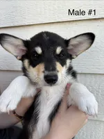 Max - male 1, a male Pembroke Welsh Corgi for sale in Live Oak, CA – 1 of 4