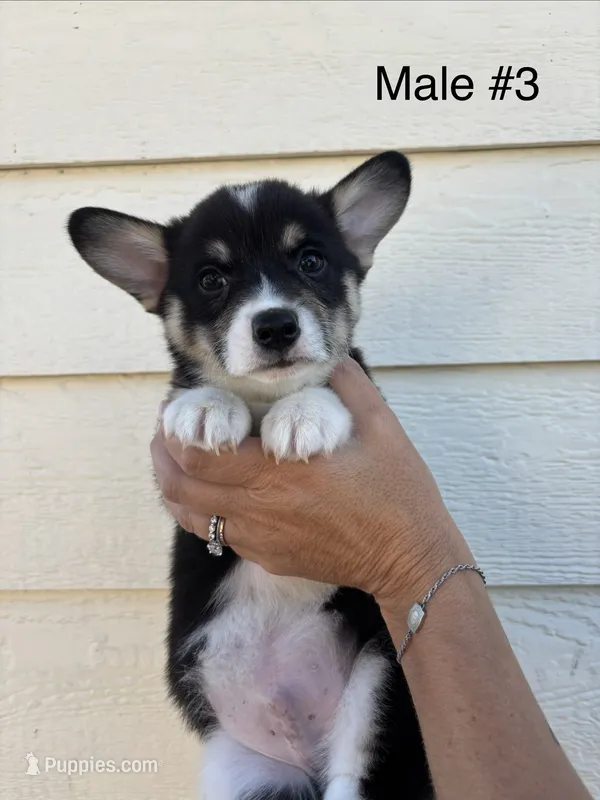 Jack - male 3 – Pembroke Welsh Corgi puppy for sale in Live Oak, CA