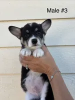 Jack - male 3, a male Pembroke Welsh Corgi for sale in Live Oak, CA – 2 of 4