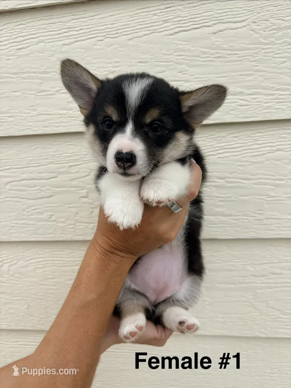 Daisy - Female 1 – Pembroke Welsh Corgi puppy for sale in Live Oak, CA