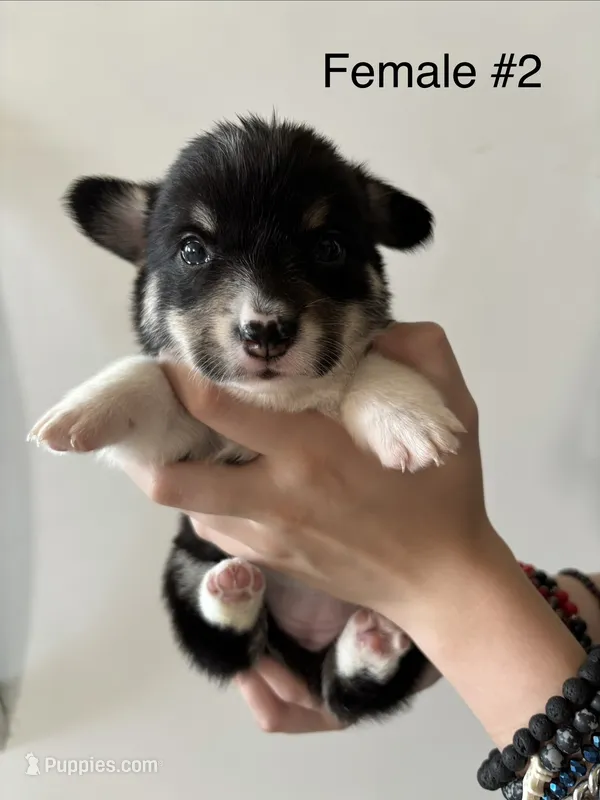 Riley - female 2 – Pembroke Welsh Corgi puppy for sale in Live Oak, CA