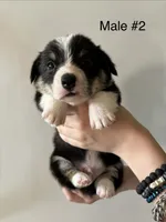 Reno - male 2, a male Pembroke Welsh Corgi for sale in Live Oak, CA – 1 of 1