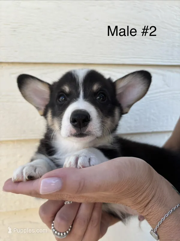 Reno - male 2 – Pembroke Welsh Corgi puppy for sale in Live Oak, CA