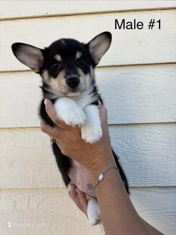 Max - male 1 – Pembroke Welsh Corgi puppy for sale in Live Oak, CA