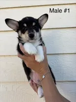 Max - male 1, a male Pembroke Welsh Corgi for sale in Live Oak, CA – 2 of 4