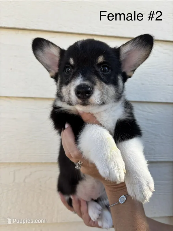 Riley - female 2 – Pembroke Welsh Corgi puppy for sale in Live Oak, CA