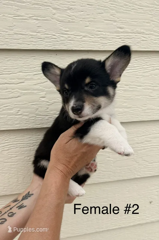 Riley - female 2 – Pembroke Welsh Corgi puppy for sale in Live Oak, CA