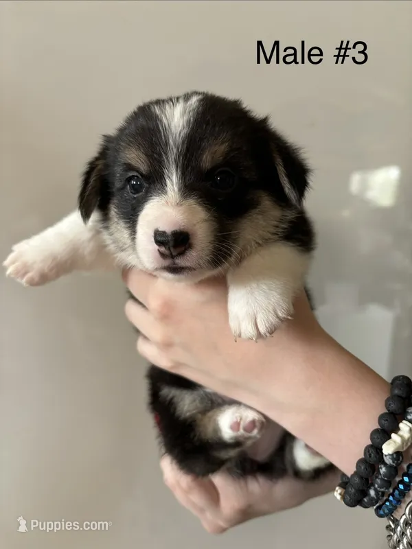 Jack - male 3 – Pembroke Welsh Corgi puppy for sale in Live Oak, CA