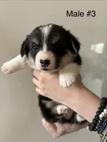 Jack - male 3, a male Pembroke Welsh Corgi for sale in Live Oak, CA – 1 of 1