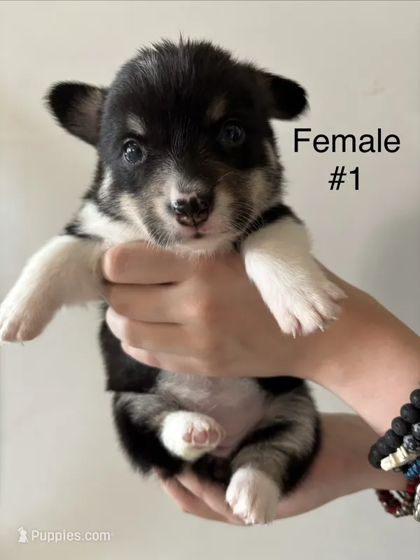 Daisy - Female 1 – Pembroke Welsh Corgi puppy for sale in Live Oak, CA