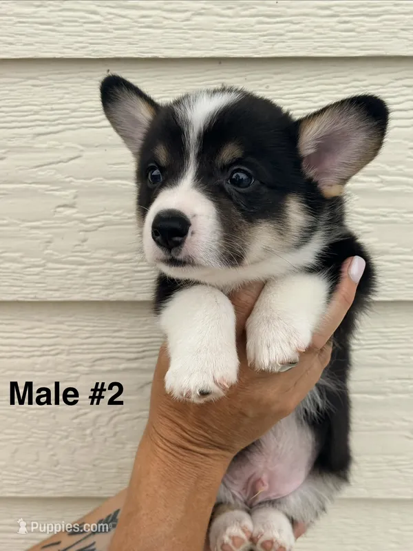 Reno - male 2 – Pembroke Welsh Corgi puppy for sale in Live Oak, CA
