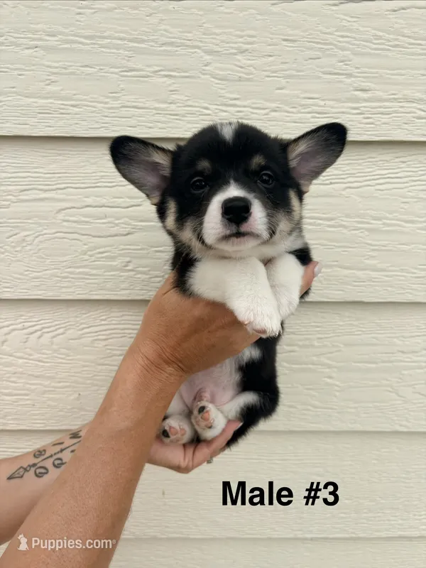 Jack - male 3 – Pembroke Welsh Corgi puppy for sale in Live Oak, CA